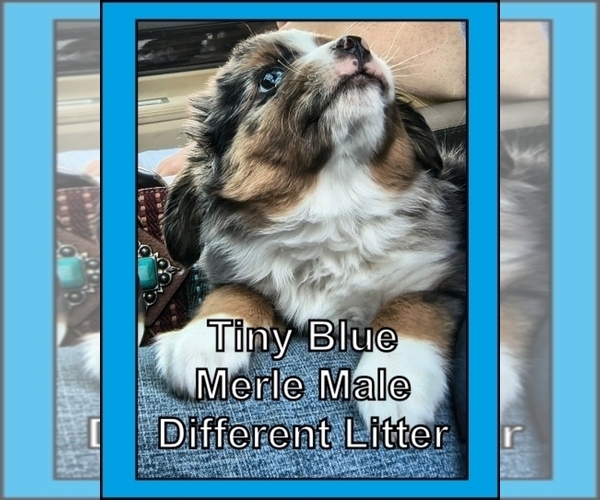 Medium Photo #10 Miniature Australian Shepherd Puppy For Sale in WOODLEAF, NC, USA