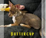 Small #7 Dachshund Mix