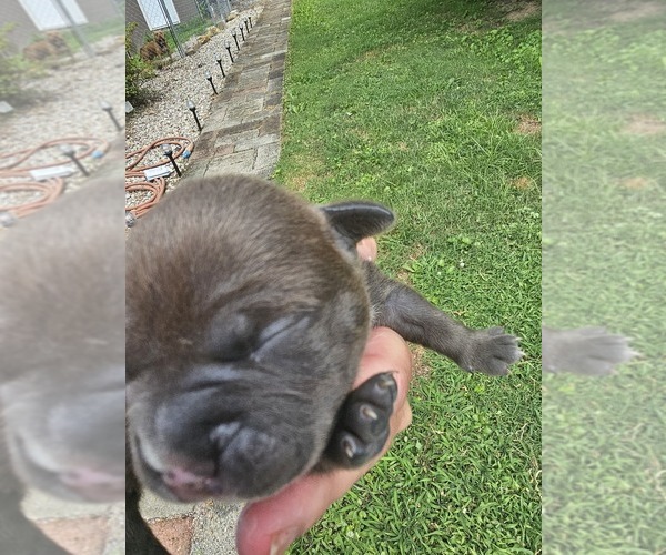 Medium Photo #2 American Bully Puppy For Sale in SAINT ALBANS, WV, USA