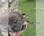 Small #1 American Bully