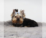 Small #2 Yorkshire Terrier