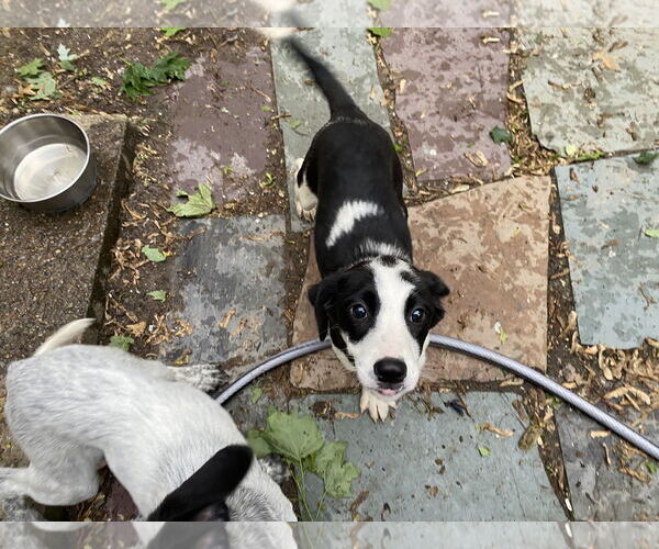 Medium Photo #3 Mutt Puppy For Sale in Garden City, NY, USA