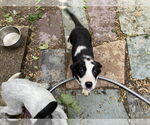 Small #2 Mutt