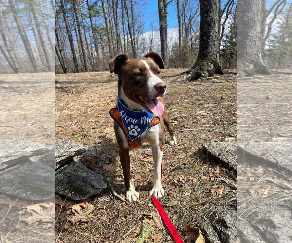 Medium Photo #10 Mutt Puppy For Sale in NEWPORT NH, NH, USA