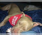 Small Photo #17 American Staffordshire Terrier Puppy For Sale in Rosenberg, TX, USA