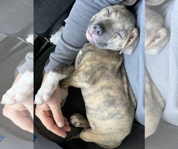 Medium Photo #2 Australian Shepherd-Staffordshire Bull Terrier Mix Puppy For Sale in Davis, CA, USA