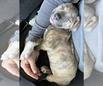 Small #1 Australian Shepherd-Staffordshire Bull Terrier Mix