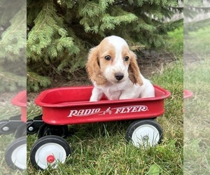 Dachshund Puppy for sale in MIDDLEBURY, IN, USA
