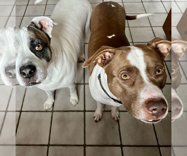 Medium Photo #9 Mutt Puppy For Sale in Fargo, ND, USA