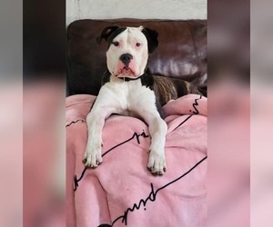 Mother of the American Bulldog puppies born on 06/12/2025