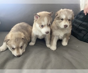 Siberian Husky Litter for sale in PEYTON, CO, USA