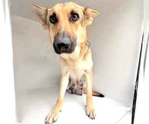 German Shepherd Dog-Unknown Mix Dogs for adoption in Houston, TX, USA