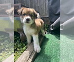 Small #3 Australian Shepherd Mix