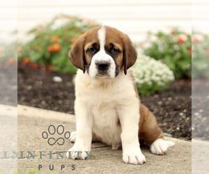 Saint Bernard Puppy for sale in MARIETTA, PA, USA