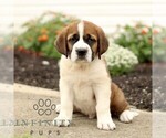 Image preview for Ad Listing. Nickname: Chester