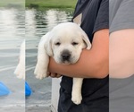Small Photo #7 Labrador Retriever Puppy For Sale in RANDOLPH, WI, USA