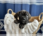 Small Photo #4 Cane Corso Puppy For Sale in VOLUNTOWN, CT, USA