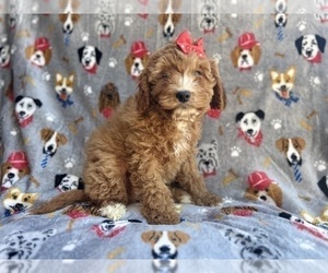 Cavapoo Puppy for sale in LAKELAND, FL, USA