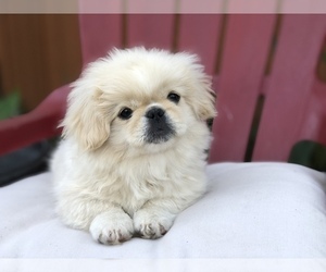 Pekingese Puppy for sale in MESQUITE, TX, USA
