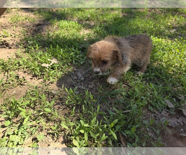 Medium Photo #8 Yorkshire Terrier Puppy For Sale in HUDDLESTON, VA, USA