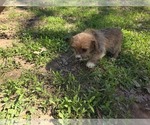 Small #7 Yorkshire Terrier