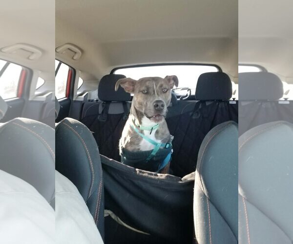 Medium Photo #2 Mutt Puppy For Sale in Uwchlan, PA, USA