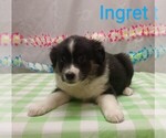 Image preview for Ad Listing. Nickname: Ingret