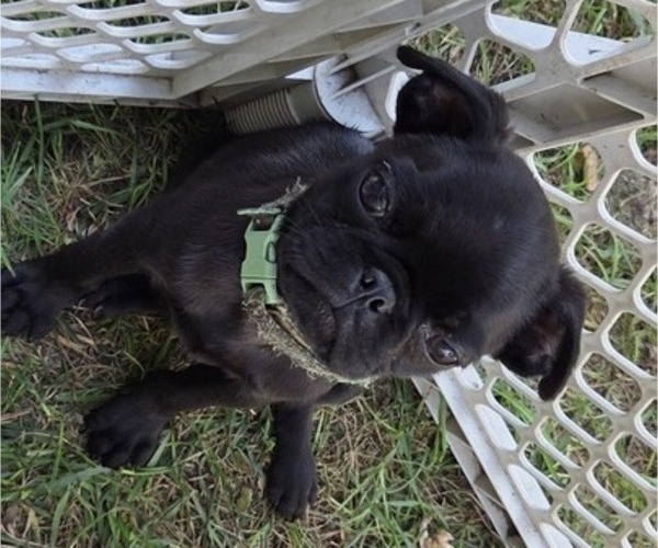 Medium Photo #6 Pug Puppy For Sale in HILLSDALE, MI, USA