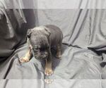 Small #8 American Bully