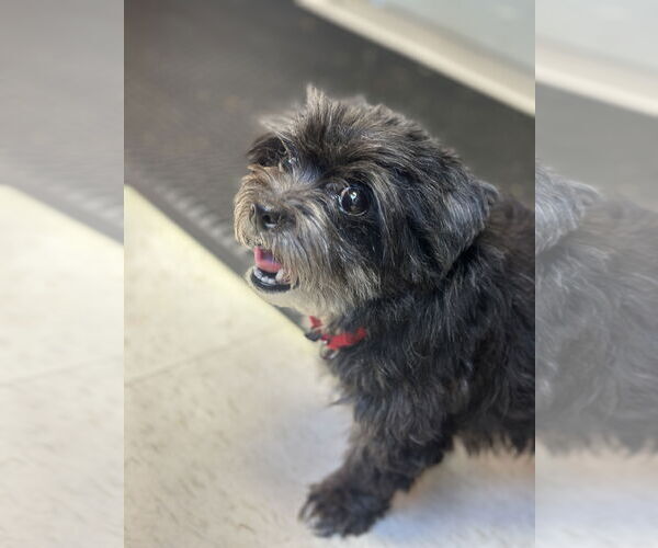 Medium Photo #13 Mutt Puppy For Sale in Philadelphia, PA, USA