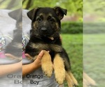 Small #2 German Shepherd Dog