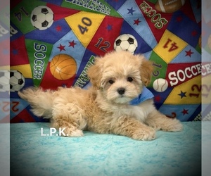 Maltipoo Puppy for sale in WINNSBORO, LA, USA