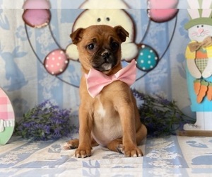 Pom-A-Pug Puppy for sale in LANCASTER, PA, USA