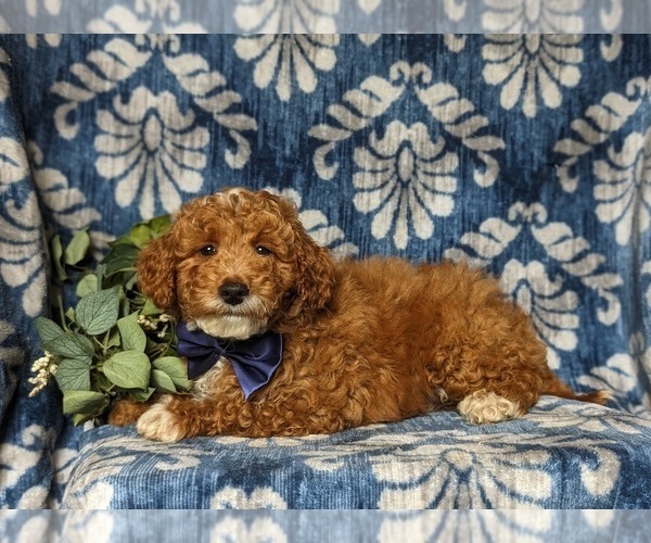 Medium Photo #4 Goldendoodle (Miniature) Puppy For Sale in COCHRANVILLE, PA, USA