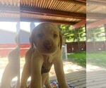 Small Labrador Retriever