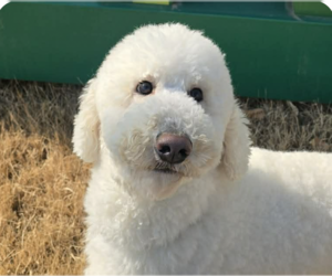 Poodle (Standard)-Unknown Mix Dogs for adoption in San Ramon, CA, USA