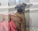 Small #2 Collie-German Shepherd Dog Mix