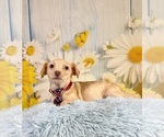 Small #5 Yorkiepoo mix (+ Poodle Toy)