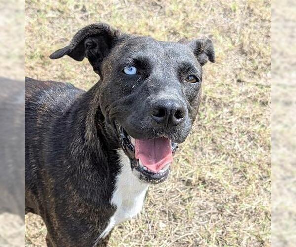 Medium Photo #2 American Pit Bull Terrier-Unknown Mix Puppy For Sale in Houston, TX, USA