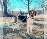 Small #3 Treeing Walker Coonhound Mix