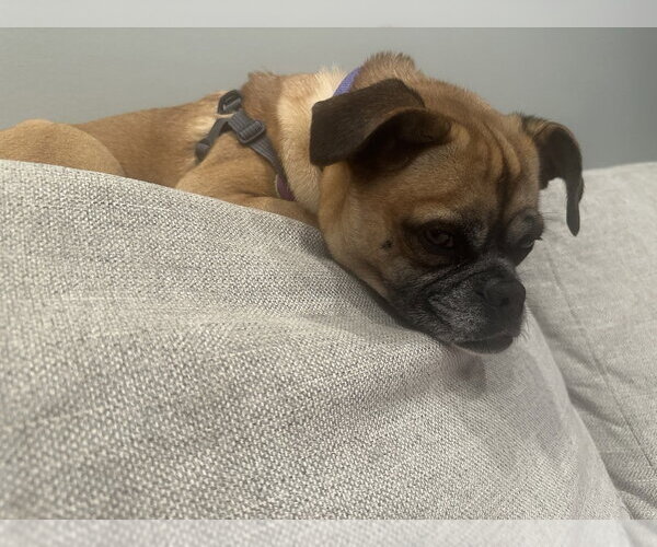 Medium Photo #3 Puggle Puppy For Sale in Mundelein, IL, USA