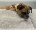 Small #2 Puggle