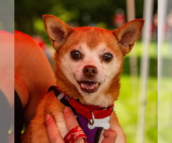 Medium Photo #26 Chihuahua-Unknown Mix Puppy For Sale in Canton, CT, USA