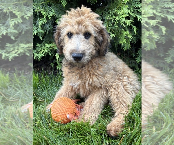 Medium Photo #1 Whoodle (Miniature) Puppy For Sale in MIDDLEBURY, IN, USA