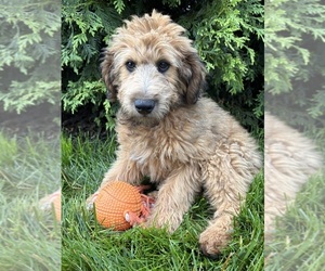 Whoodle (Miniature) Puppy for sale in MIDDLEBURY, IN, USA