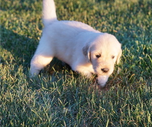 Golden Retriever Puppy for sale in CONGERVILLE, IL, USA