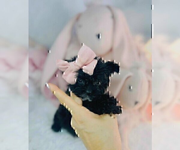 Medium Photo #12 Morkie Puppy For Sale in WEST PALM BEACH, FL, USA