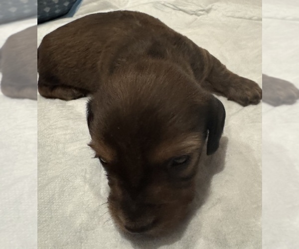 Medium Photo #5 Dachshund Puppy For Sale in MORRISVILLE, NC, USA