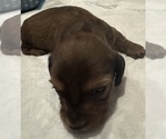 Small #4 Dachshund