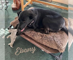 Labrador Retriever-Unknown Mix Dogs for adoption in HOUSTON, TX, USA
